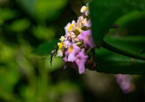 Armigeres Mosquito On Flower