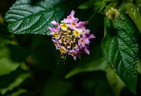 Armigeres Mosquito On Flower