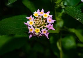 Armigeres Mosquito On Flower