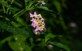 Armigeres Mosquito On Flower