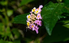 Armigeres Mosquito On Flower