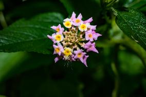 Armigeres Mosquito On Flower