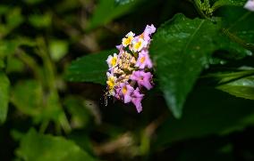 Armigeres Mosquito On Flower