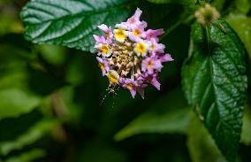 Armigeres Mosquito On Flower