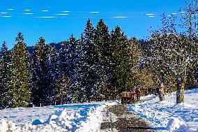 Winter Horse-Drawn Carriage Ride In Steibis, Bavaria