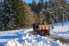 Winter Horse-Drawn Carriage Ride In Steibis, Bavaria