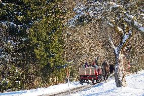 Winter Horse-Drawn Carriage Ride In Steibis, Bavaria