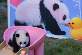 Giant Panda cub Qisanmei Celebrates Half-year old at Chongqi