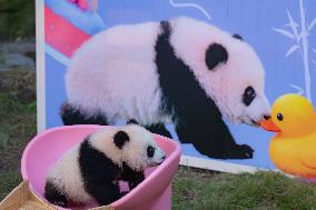 Giant Panda cub Qisanmei Celebrates Half-year old at Chongqi