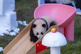 Giant Panda cub Qisanmei Celebrates Half-year old at Chongqi