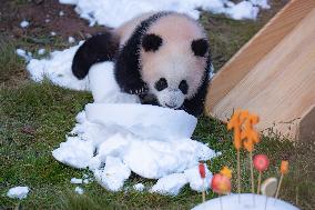 Giant Panda cub Qisanmei Celebrates Half-year old at Chongqi