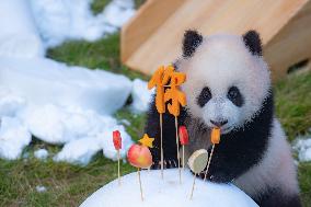 Giant Panda cub Qisanmei Celebrates Half-year old at Chongqi