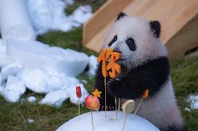 Giant Panda cub Qisanmei Celebrates Half-year old at Chongqi