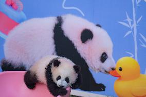 Giant Panda cub Qisanmei Celebrates Half-year old at Chongqi