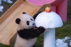 Giant Panda cub Qisanmei Celebrates Half-year old at Chongqi