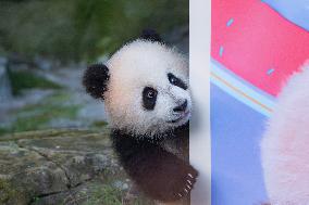 Giant Panda cub Qisanmei Celebrates Half-year old at Chongqi