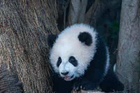 Giant Panda cub Qisanmei Celebrates Half-year old at Chongqi