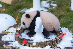 Giant Panda cub Qisanmei Celebrates Half-year old at Chongqi