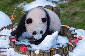 Giant Panda cub Qisanmei Celebrates Half-year old at Chongqi