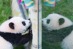 Giant Panda cub Qisanmei Celebrates Half-year old at Chongqi