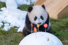 Giant Panda cub Qisanmei Celebrates Half-year old at Chongqi