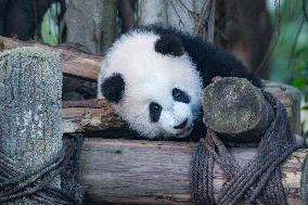 Giant Panda cub Qisanmei Celebrates Half-year old at Chongqi