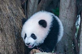 Giant Panda cub Qisanmei Celebrates Half-year old at Chongqi