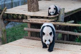 Giant Panda cub Qisanmei Celebrates Half-year old at Chongqi