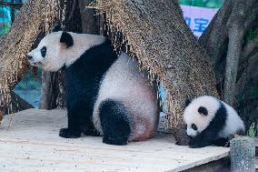 Giant Panda cub Qisanmei Celebrates Half-year old at Chongqi