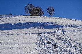 Sledging Fun In Bavaria