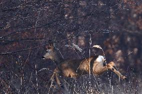 Roe Deers In Poland