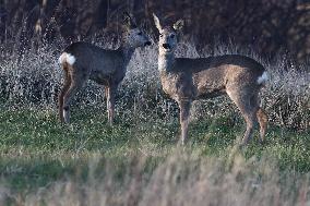 Roe Deers In Poland