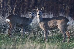 Roe Deers In Poland