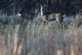 Roe Deers In Poland