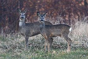 Roe Deers In Poland