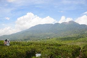 Tea Plantation Tourism In Alahan Panjang West Sumatra