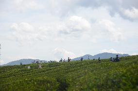 Tea Plantation Tourism In Alahan Panjang West Sumatra