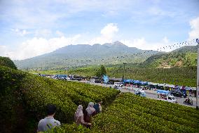 Tea Plantation Tourism In Alahan Panjang West Sumatra