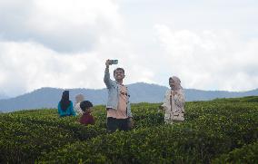 Tea Plantation Tourism In Alahan Panjang West Sumatra