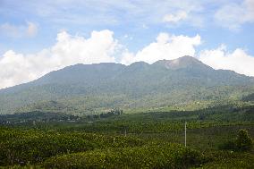 Tea Plantation Tourism In Alahan Panjang West Sumatra