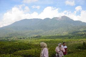 Tea Plantation Tourism In Alahan Panjang West Sumatra