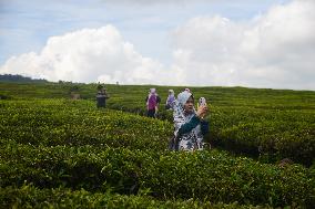 Tea Plantation Tourism In Alahan Panjang West Sumatra