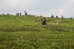 Tea Plantation Tourism In Alahan Panjang West Sumatra