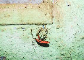 Fire Ant - Red Cotton Bug - Animal India