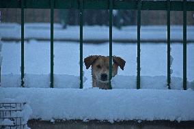 Heavy Snowfall Disrupts Life In Kashmir