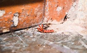 Fire Ant - Red Cotton Bug - Animal India