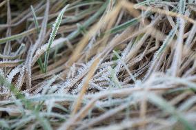 Frost Weather In Cologne