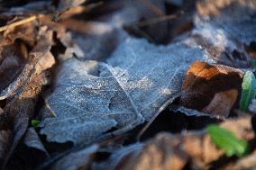 Frost Weather In Cologne