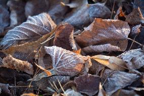 Frost Weather In Cologne