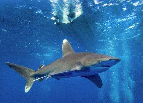 Tourist killed in shark attack in Marsa Alam - Egypt